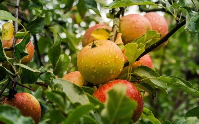 Apple (Malus domesticus)